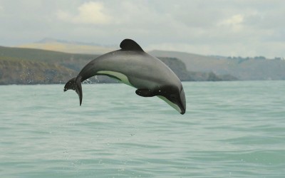 Maui Dolphin Day -8th March